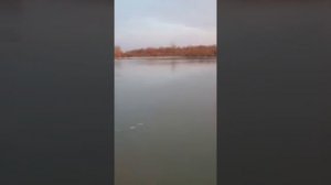 ГИГАНТ ЛАККА БАЛИК ОВИ СЮРПРИЗ.