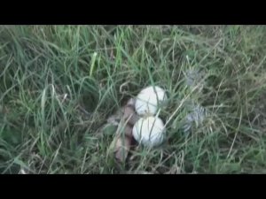 Мы находим не только металлолом но и много другого. Находка грибов в своем огороде.