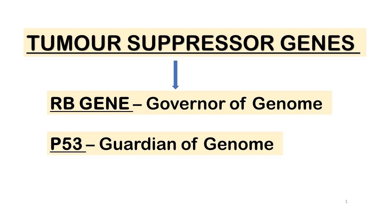 Tumour Suppressor Gene - RB Gene, P53 Gene.