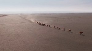 Пустыня Гоби зима  - 40 градусов верблюды