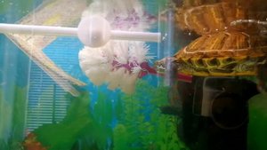 Красноухая черепаха Коржик играет с чесалкой