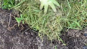 🍅ТОМАТЫ САМОСЕВОМ🍅\ОПИЛКИ В ТЕПЛИЦЕ \🥔🍀МУЛЬЧИРОВАНИЕ КАРТОФЕЛЯ 🥔🍀
