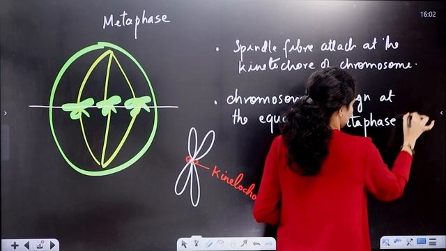 Plus One Exam | Biology | Metaphase and Anaphase  | Sure Questions | Exam Winner
