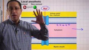 CNS Pharmacology (Ar) - Lec 14: Local anesthetics