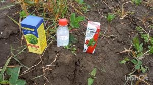 Гербицид по Клубнике