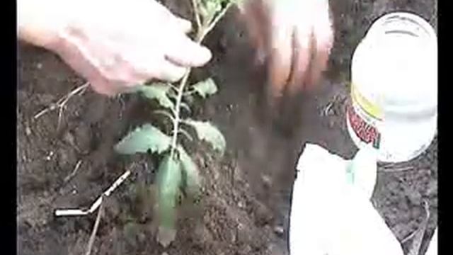 Посадка макушками