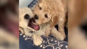 Goldendoodle - Top 10 Facts | Dog World