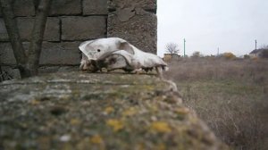 Испытание винтовки EKOL MAJOR ES450 на черепе)