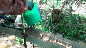 Золотой остров, золото прямо под ногами!