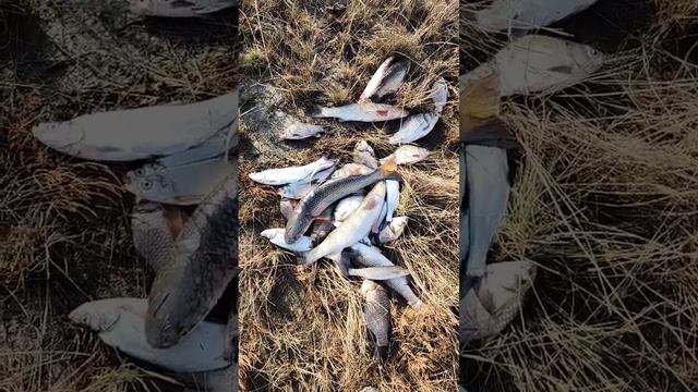 ночная охота удалась смотреть онлайн