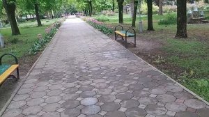 Зеленый рай: Обзор городского парка и его флоры