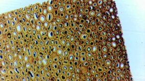 Плазмодесмы Plasmodesmus