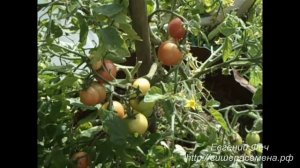 Сорт помидора Буш