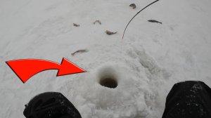 Подо льдом полметра ,а рыбка клюет | Зимняя рыбалка на окуня на Ладожском озере | Зимняя блесна 2022