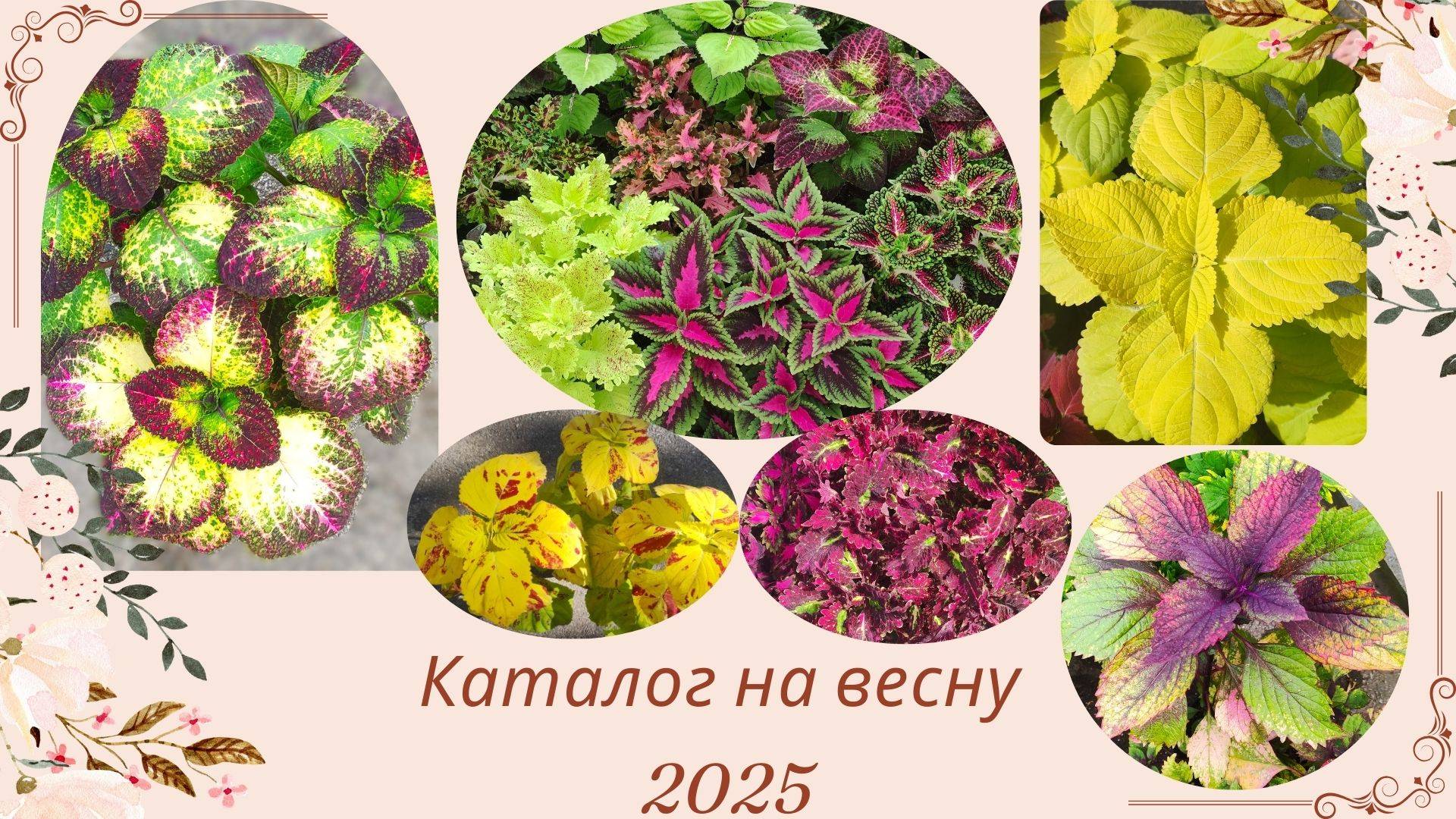 Открыт прием заказов на весну 2025 (1 часть) Вегетативные колеусы традесканции ампельные растения.