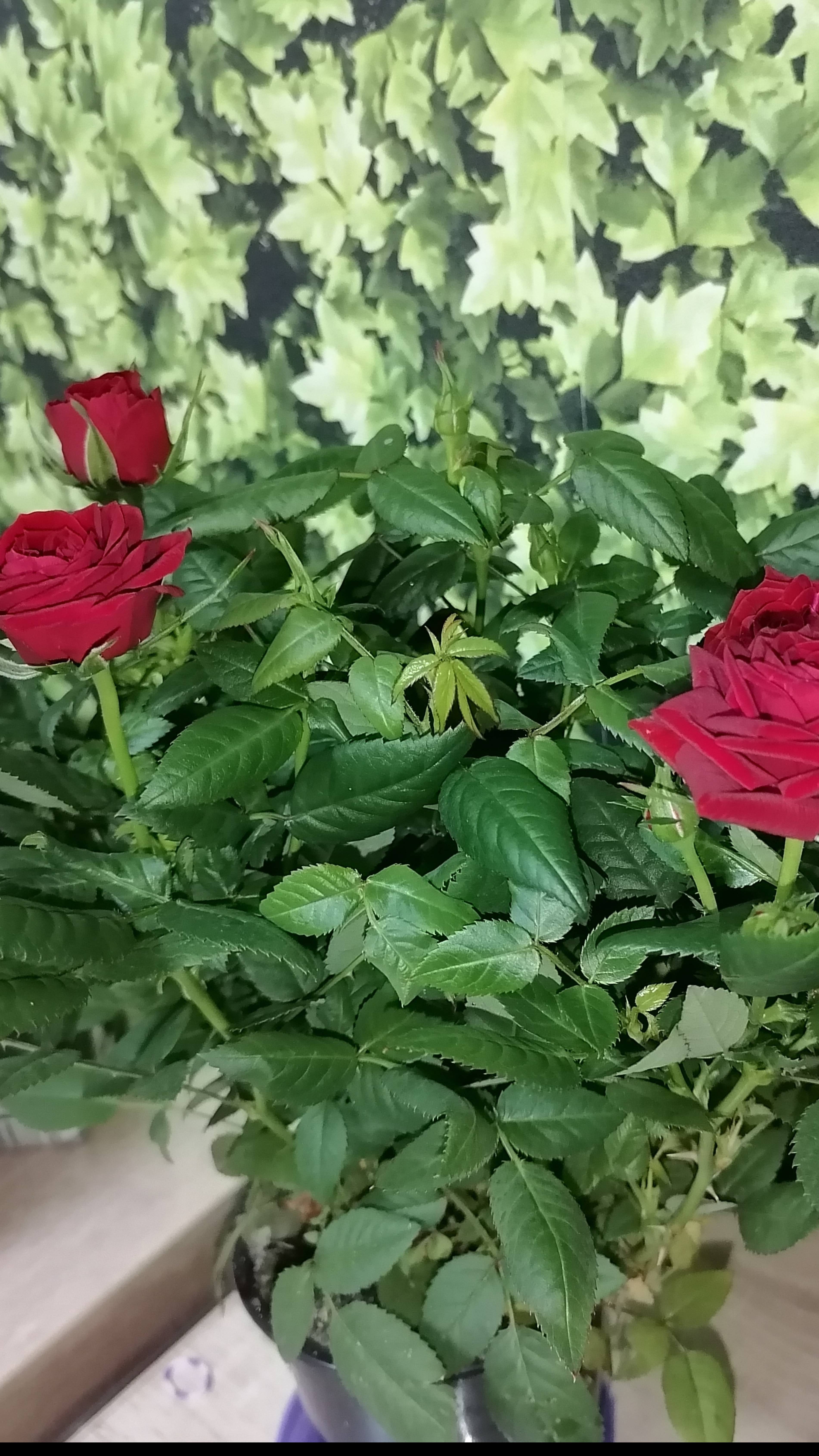 Сохраняем розу из супермаркета смотреть онлайн