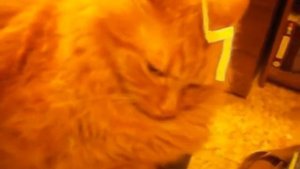 Гарри поттер. Воспоминания Снейпа.mp4