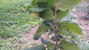 Фундук Гале