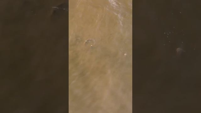 что за поведение карпа? #рыбалкасрогаткой #сазан #bowfishing #slingshotfishing смотреть онлайн