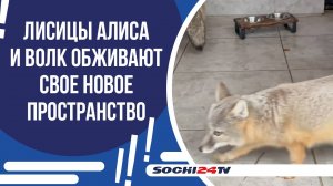 ЛИСИЦЫ В СОЧИ НАДЕЛИ ШУБЫ!