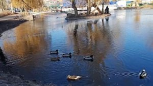 В парке Юбилейном 1декабря 2020 года