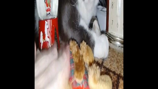 даша•••засыпаша﹤[•••]