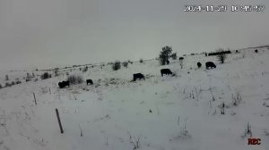 Долгий и частый самовыпас Абердин Ангусов