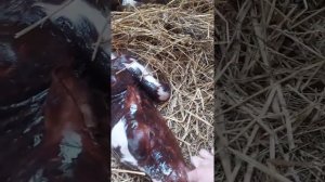 Отел айрширской коровы. Рождение теленка.