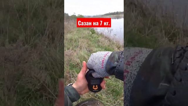7кило сазана #bowfishing #slingshotfishing #сазан #охотанарогатку #рыбалкасрогаткой #охота смотреть онлайн