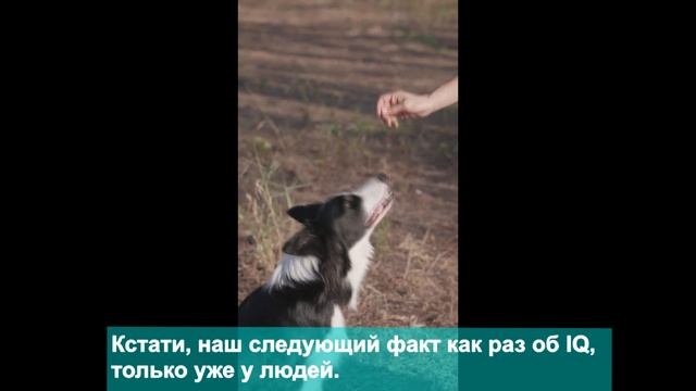 Интересные факты. Правда или ложь — проверь себя