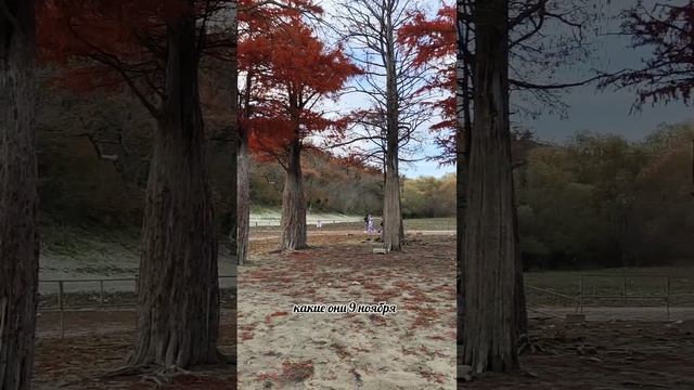 Болотные кипарисы 9 ноября 2024, Сукко  #сукко смотреть онлайн