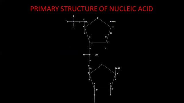 NUCLEIC ACID (BIOMOLECULES)