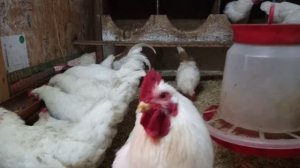 Куры Мини Мясные.