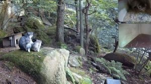 Трое с мамой, а четвёртый подглядывает