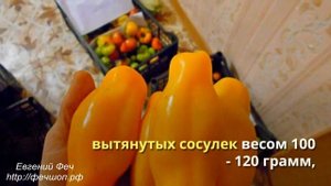 Сорта помидоров Сибирский тигр, Эрос, Аппетитный темный