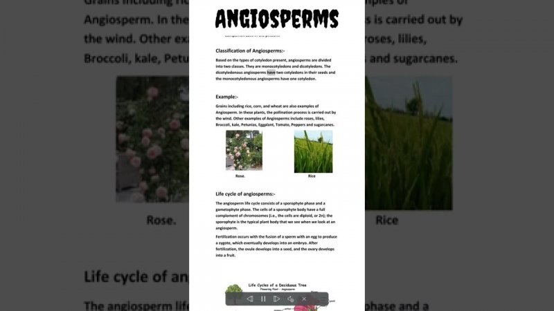 Angiosperms | NCERT