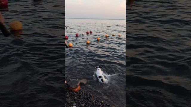 ЗАКАНЧИВАЮТСЯ наши каникулы на ЮГЕ #сукко #юг#черноеморе смотреть онлайн