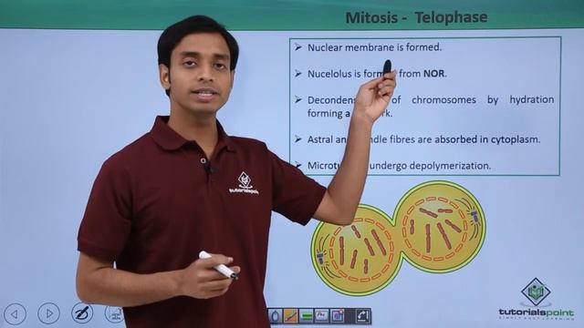 Class 11th - Mitosis – Telophase | Cell Cycle and Cell Division | Tutorials Point