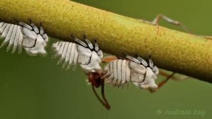 Цикады НЕ телепортируются, а быстро прыгают