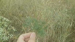 ТМИН ДИКИЙ, СТЕПНОЙ - Лекарство и Пряность.