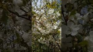 Цветущий май.🌸🍀🌼🌺🌷🌾💐