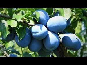 Высококачественная слива Чачанская наиболия / Универсального назначения,  зимостойкая и урожайная