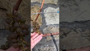 09.09.2023 Винный виноград 🍇 АЙТАЙСКА, ИЗУМЛЕНИЕ, ДОВГА Московская область