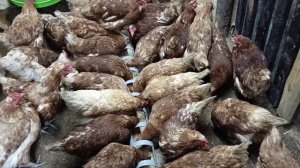 Новые ветеренарные правила что дальше