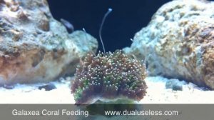 Galaxea Coral Feeding in Red Sea Max 250 (HD)
