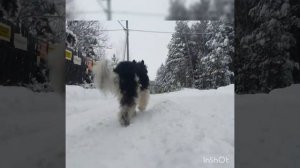 #свердловскийморскойволк #зима Музыка: Back Homeузыкант: Winter FoeURL: https://icons8.com/music/