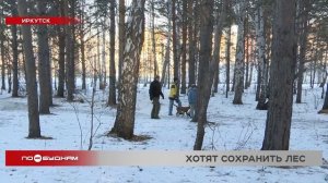 На защиту рощи в Академгородке от вырубки встали жители Иркутска