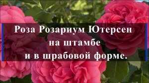 Роза Розариум Ютерсен на штамбе и в шрабовой форме.