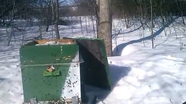 Зимовка пчёл. Пчёлы зимой.