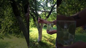 Эксперимент с одуванчиком: окунаем в воду и вытаскиваем его